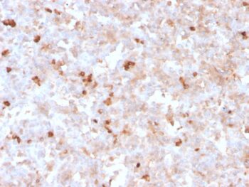 Lambda Light Chain (B-Cell Marker)(rLLC/1738), CF488A conjugate, 0.1mg/mL