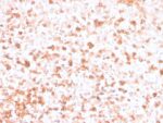 Human Lambda Light Chain (B-Cell Marker)(rLLC/3777), CF594 conjugate, 0.1mg/mL