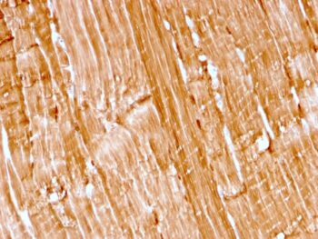 Myoglobin (Muscle Cell Marker)(rMB/2105), CF405S conjugate, 0.1mg/mL