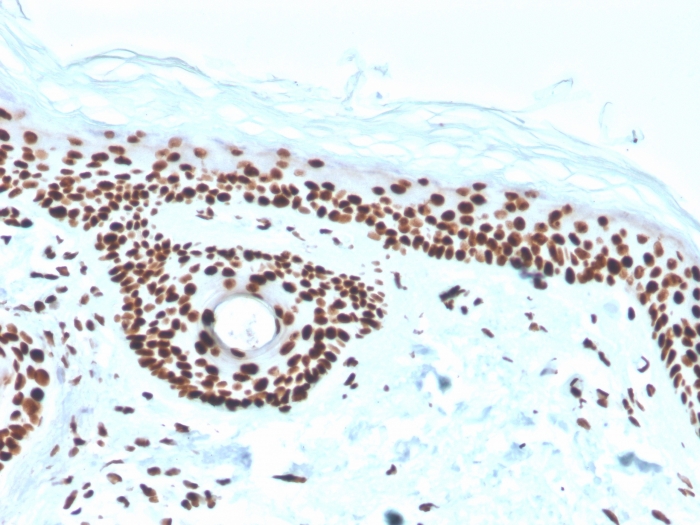 view_image-786 view image 786- Immunomart