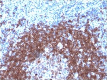 SOX2 (Transcription Factor) (SOX2/1792), CF488A conjugate, 0.1mg/mL