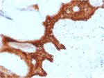 14-3-3 Sigma / Stratifin(CPTC-SFN-2), Biotin conjugate, 0.1mg/mL