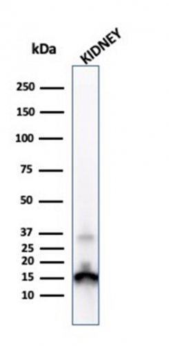 view_image-82-1 view image 82 1- Immunomart