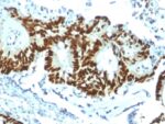 p53 Tumor Suppressor Protein (TP53/1799R), CF405S conjugate, 0.1mg/mL