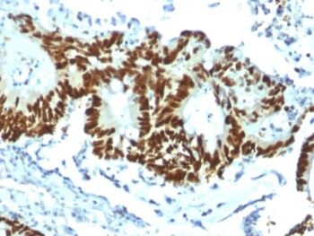 p53 Tumor Suppressor Protein (TP53/1799R), CF405S conjugate, 0.1mg/mL