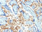 Spectrin Alpha 1 (Erythrocyte Marker) (SPTA1/1810), 0.2mg/mL