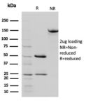 STAT5B(STAT5B/2657), CF568 conjugate, 0.1mg/mL