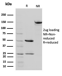 STAT5B(STAT5B/2657), CF568 conjugate, 0.1mg/mL