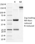 CD71 / Transferrin Receptor (TFRC)(TFRC/1396), CF647 conjugate, 0.1mg/mL