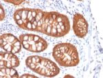 Ep-CAM / CD326 (Epithelial Marker) (rVU-1D9), 1mg/mL