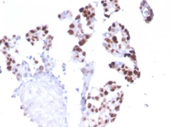 RNA Polymerase II(CTD4H8), CF405S conjugate, 0.1mg/mL