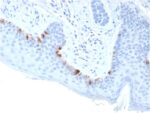 Tyrosinase-Related Protein-1 (TYRP-1) (Melanoma Marker)(TYRP1/3283), CF405S conjugate, 0.1mg/mL 1 view_image-902