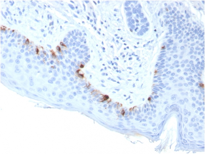 view_image-902 view image 902- Immunomart
