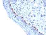 Tyrosinase-Related Protein-1 (TYRP-1) (Melanoma Marker)(TYRP1/3284), CF647 conjugate, 0.1mg/mL 1 view_image-903