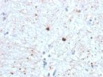 Ubiquitin (Autophagy Marker) (UBB/1748), CF640R conjugate, 0.1mg/mL