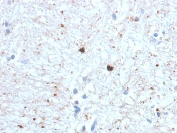 Ubiquitin (Autophagy Marker) (UBB/1748), CF640R conjugate, 0.1mg/mL