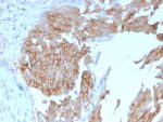 Uroplakin 1B (Urothelial Differentiation Marker)(UPK1B/3102), CF568 conjugate, 0.1mg/mL
