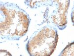 Vinculin (Marker of Age-related Macular Degeneration)(VCL/2573), CF740 conjugate, 0.1mg/mL 1 view_image-914