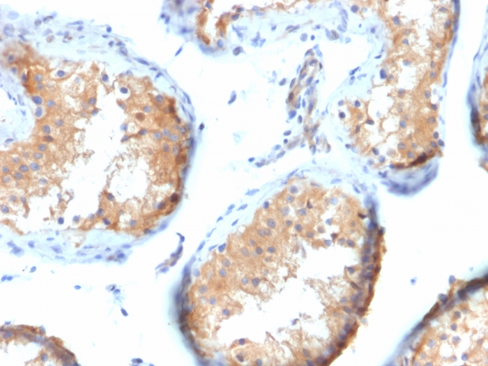 view_image-914 view image 914- Immunomart