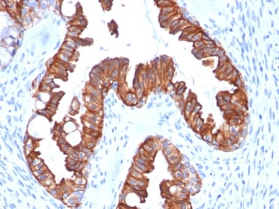 view_image-92 view image 92- Immunomart