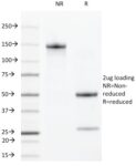 VEGF-R2 / CD309 / Flk-1 / KDR3(DC101),  CF594 conjugate, 0.1mg/mL