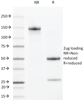 VEGF-R2 / CD309 / Flk-1 / KDR3(DC101),  CF594 conjugate, 0.1mg/mL