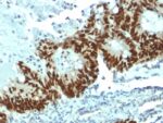p53 Tumor Suppressor Protein(DO-1), Biotin conjugate, 0.1mg/mL