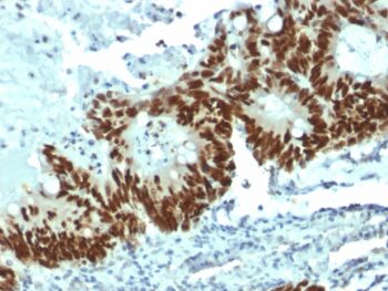 p53 Tumor Suppressor Protein(DO-1), Biotin conjugate, 0.1mg/mL